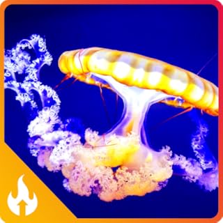 Jellyfish Peaceful Aquarium Haven : Stunning Underwater Aquarium Wonders | HD 4K Videos Screensaver for Relaxing Meditation, Relax, Study, Focus, Reduce Stress, Deep Sleep | Fire TV & Tablets - NO ADS