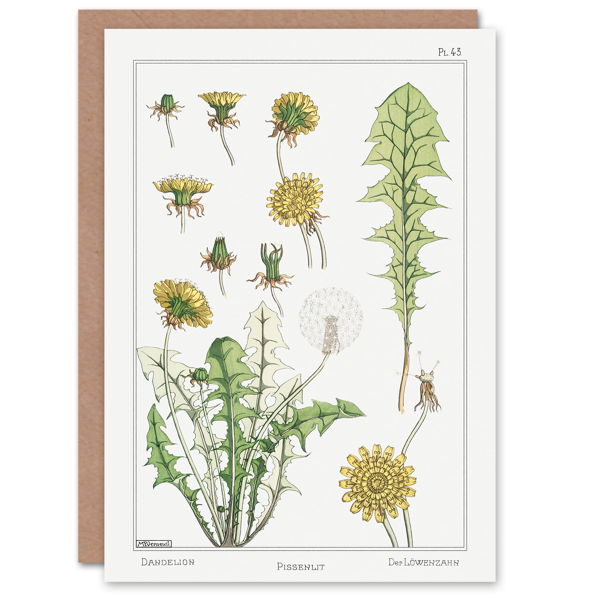 Artery8 Maurice Pillard Verneuil Art Card Dandelion Flower Plant