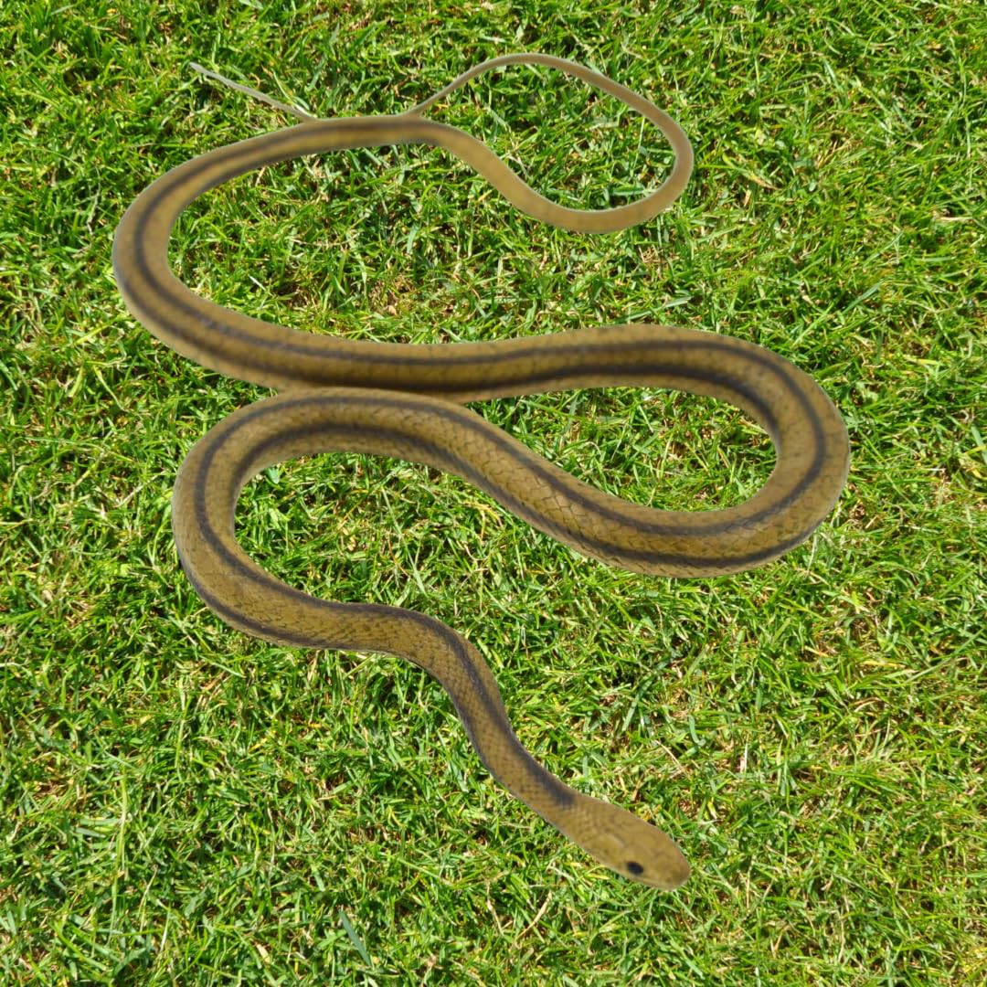 Amazon.com: MameJo Lifelike 48" Yellow Rat Snake – Realistic Rubber Snake Replica for Pranks, Garden Decor, and Educational Play : Toys & Games