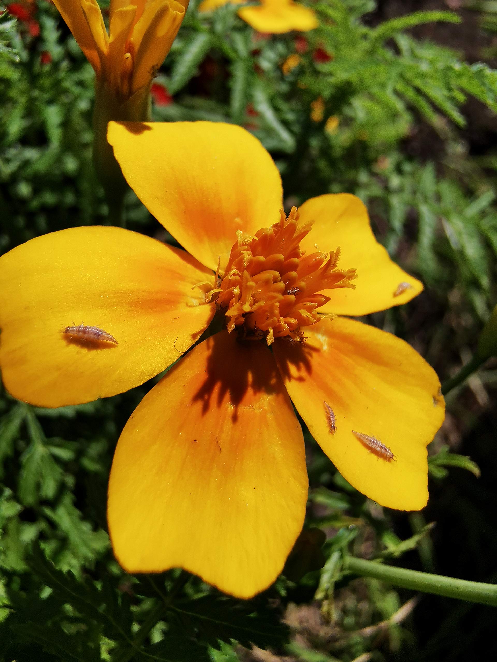 Novo Nem® Florfliegenlarven 500 Stück in Pappwabe gegen Blattläuse, Spinnmilben, Thrips, Wollläuse u. a.