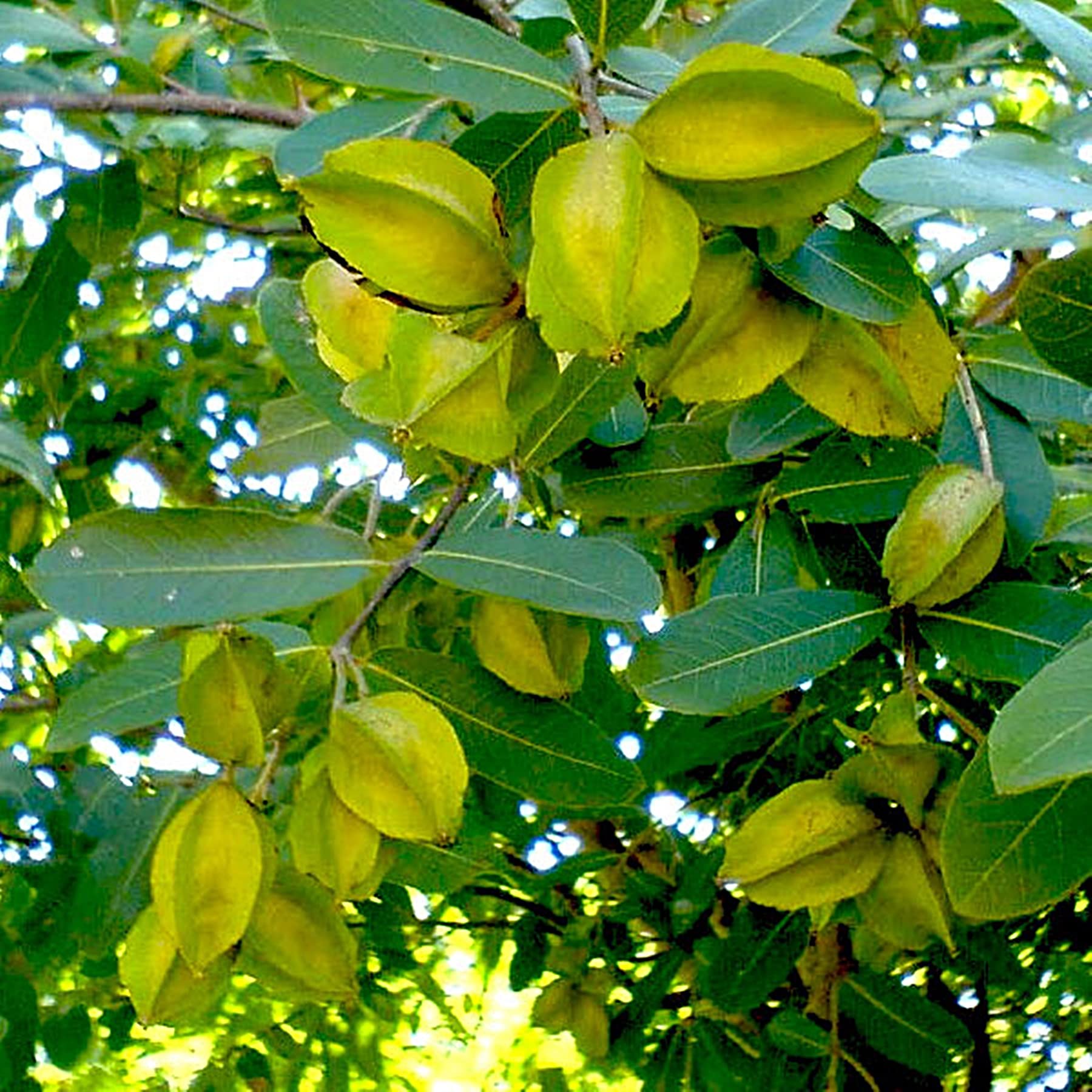 Nature's Spirit Poudre d'écorce d'arjuna naturelle - Terminalia arjuna (100 g) pure triple filtrée - Elle a diverses propriétés médicinales anecdotiques comme antioxydant, anti-inflammatoire et