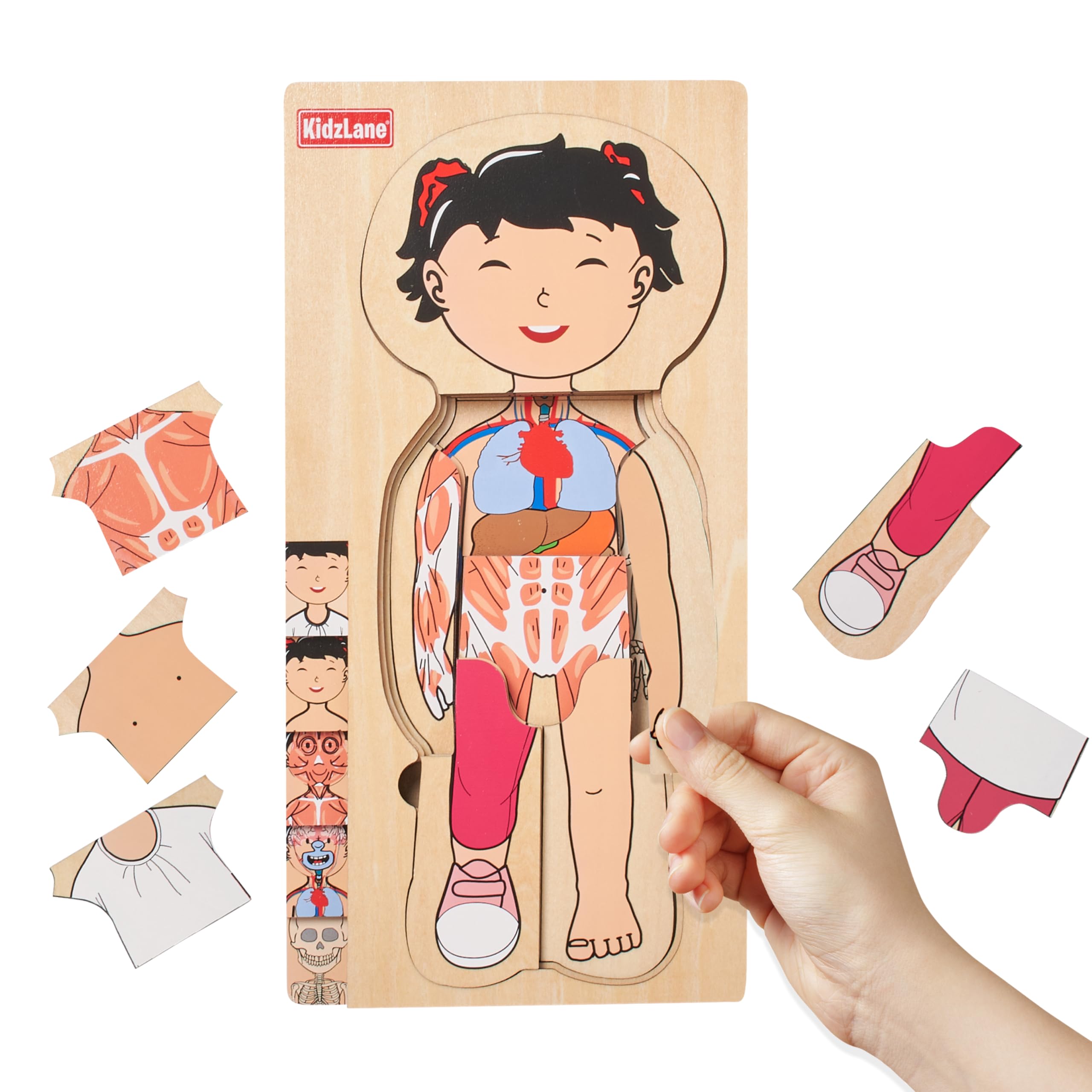 Kidzlane Wooden My Body Puzzle for Toddler - 5-Layer Girl Anatomy Puzzle - Real Wood - Multicolor - Educational Human Body Toy for Kids - BPA Free - Educational Toys(similar to one in stock)