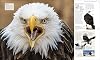 Animal: The Definitive Visual Guide (DK Definitive Visual Encyclopedias) Hardcover – 29 Sept. 2022