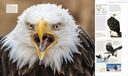 Animal: The Definitive Visual Guide (DK Definitive Visual Encyclopedias)