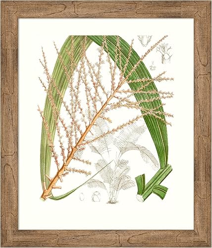 Amanti Art Framed Wall Art Print 28x24 Palm Melange VII by William Curtis, Flowers Wall Art, Vintage Decor, Medium Poster Painting Artwork for