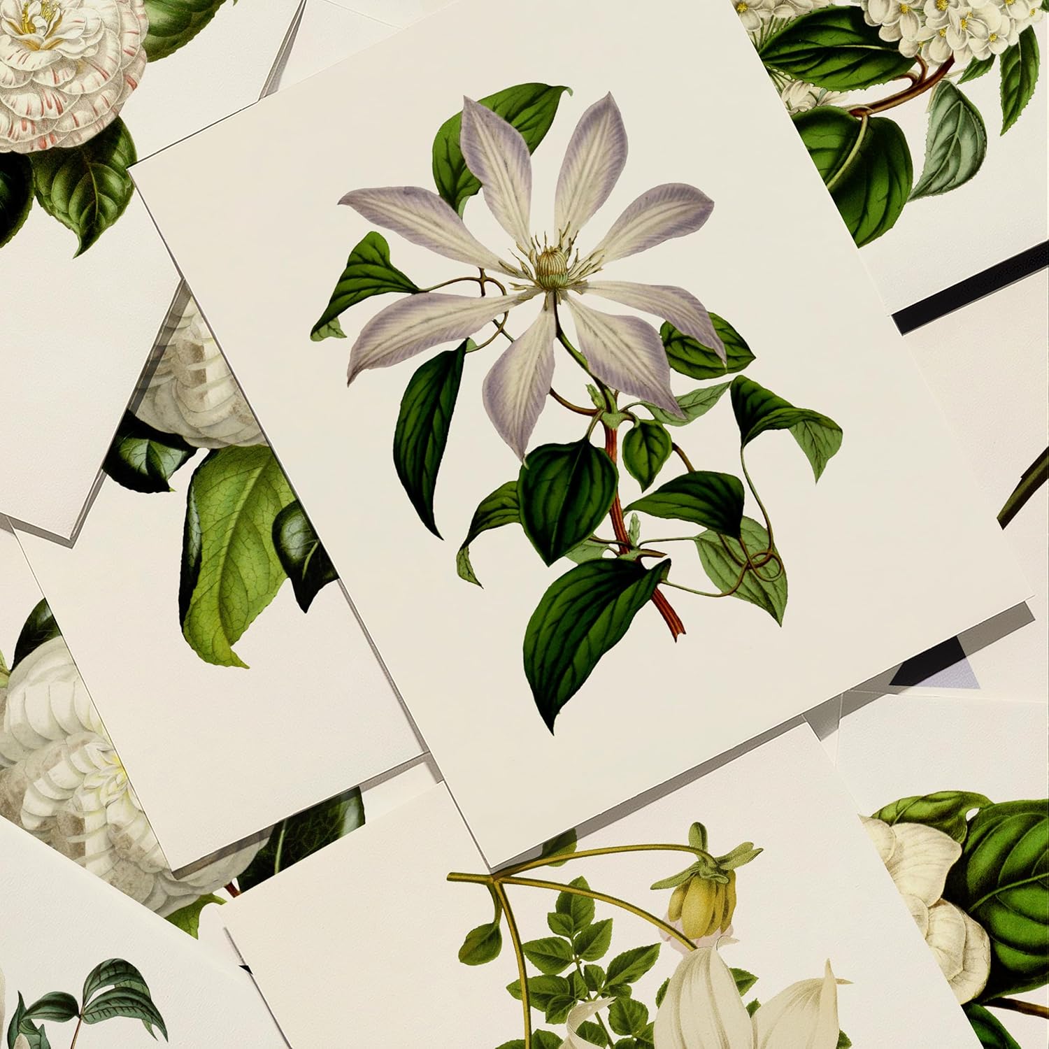 White Flower Wall Art Set of 6 – Vintage Botanical Prints – Neutral Floral Wall Decor for Bedroom, Bathroom, or Living Room – Unframed Artwork on Linen Embossed Fine Art Paper – Classic White Floral Prints