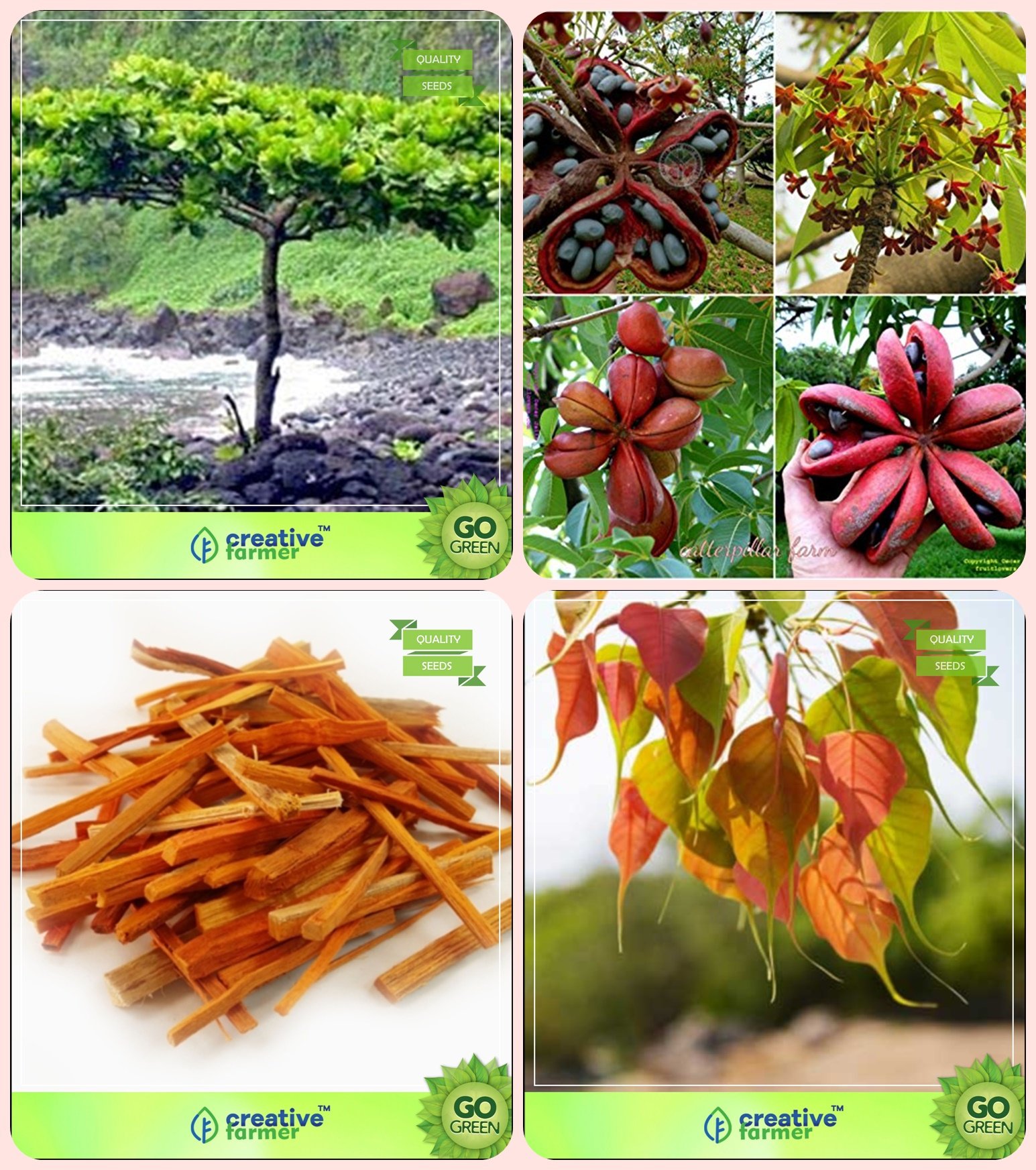 Buy Creative Farmer Tree For All Season India Indian Badam,Sterculia