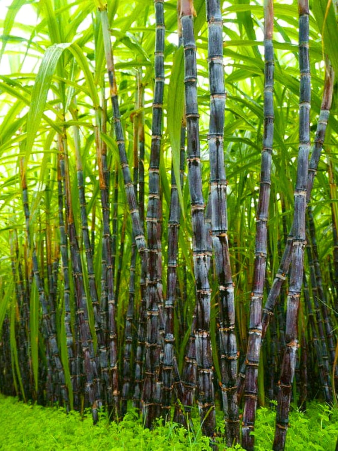 40 Cuttings Sugar Cane Plants Live, Ready for Spring Planting, Can Sugar Plant Fast Growing, 2 to 3 Nodes, Ideal for Growing Sweet, Fresh Sugar Cane (Purple)