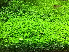 ニューラージパールグラス（水中葉） 25本 無農薬 無害虫 前景草 イイ水草市場