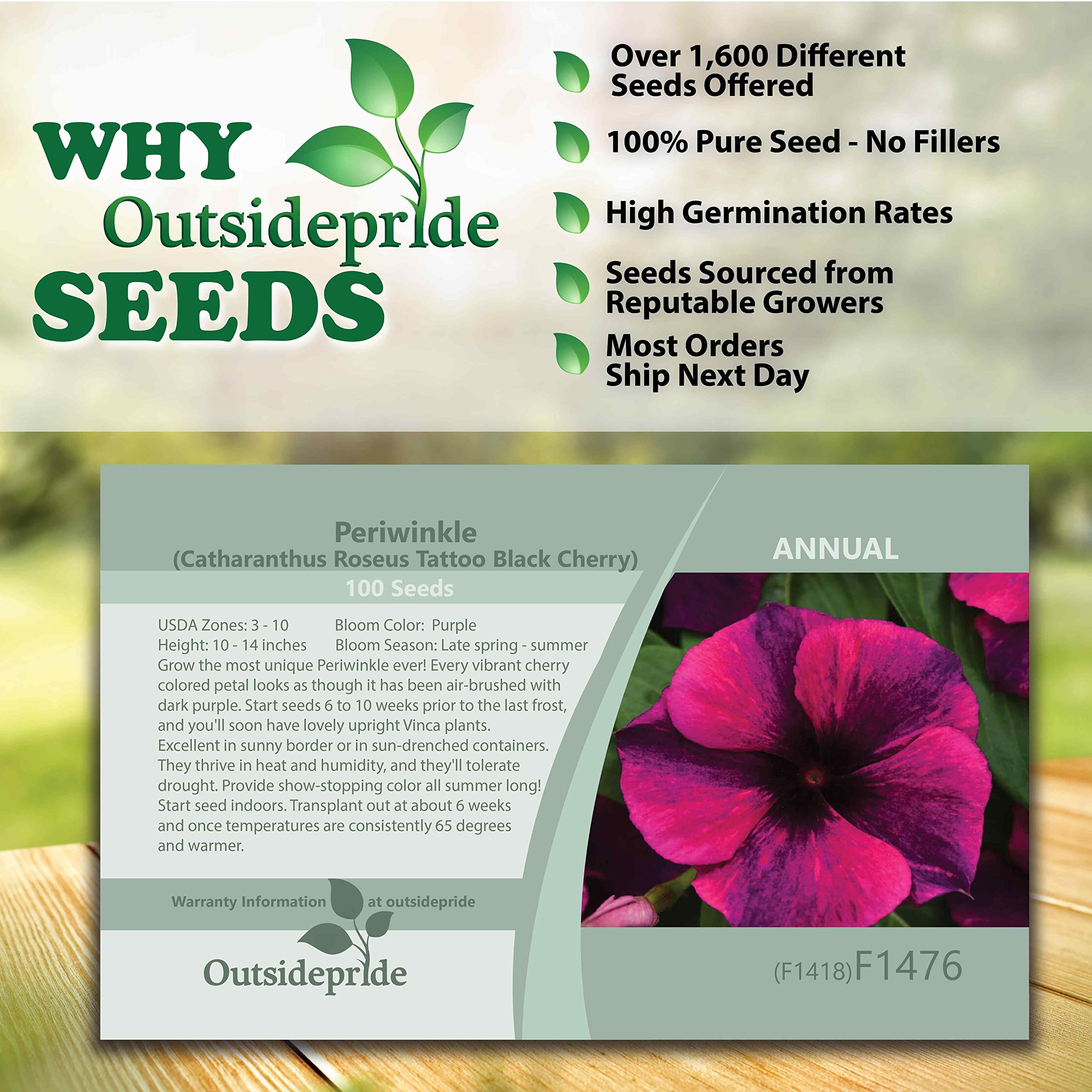 Amazon.com : Outsidepride Periwinkle Vinca Black Cherry Garden Flowers &  Ground Cover Plants - 100 Seeds : Patio, Lawn & Garden