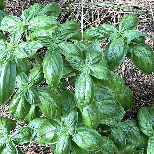 Semillas de albahaca (Ocimum basilicum) 500 semillas (0.04 oz) - Semillas de hierbas culinarias - Fácil de cultivar - Perfecto para tu jardín