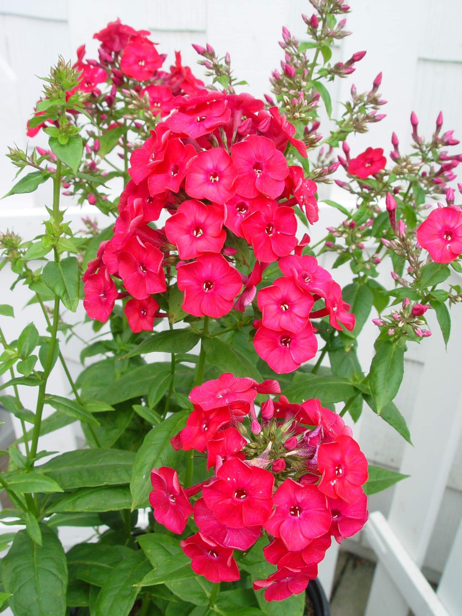 Volcano Ruby (Garden Phlox) Perennial, 2-Size Container, Magenta Flowers