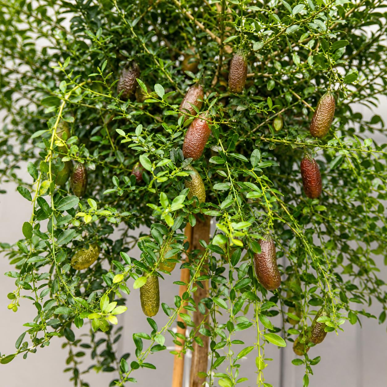 Limone Caviale Rosa Finger Lime Microcitrus australasica, Pianta di Agrume da Frutto in Vaso, 70/80 cm, Vaso 22, Verde