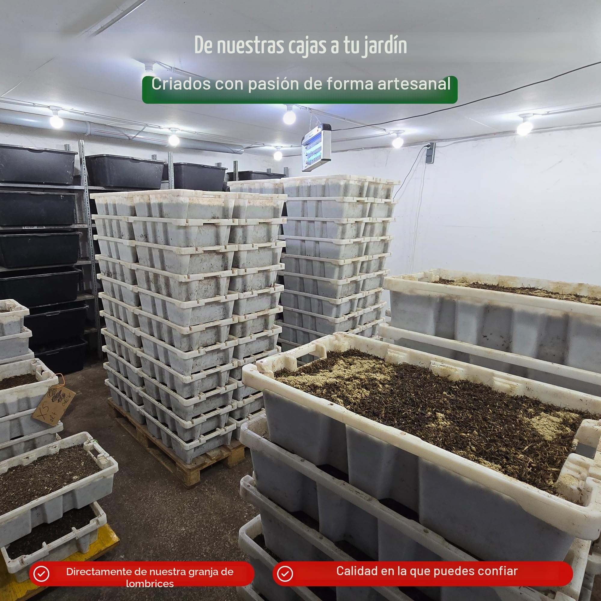 0,5 kg de gusanos compostables (aprox. 500 unidades)