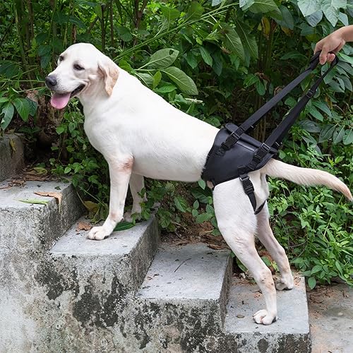 Miniatura 5 de Arnés de soporte para patas traseras para perros grandes diseñado para perros con debilidad, discapacidad o lesiones en las patas traseras, ayuda