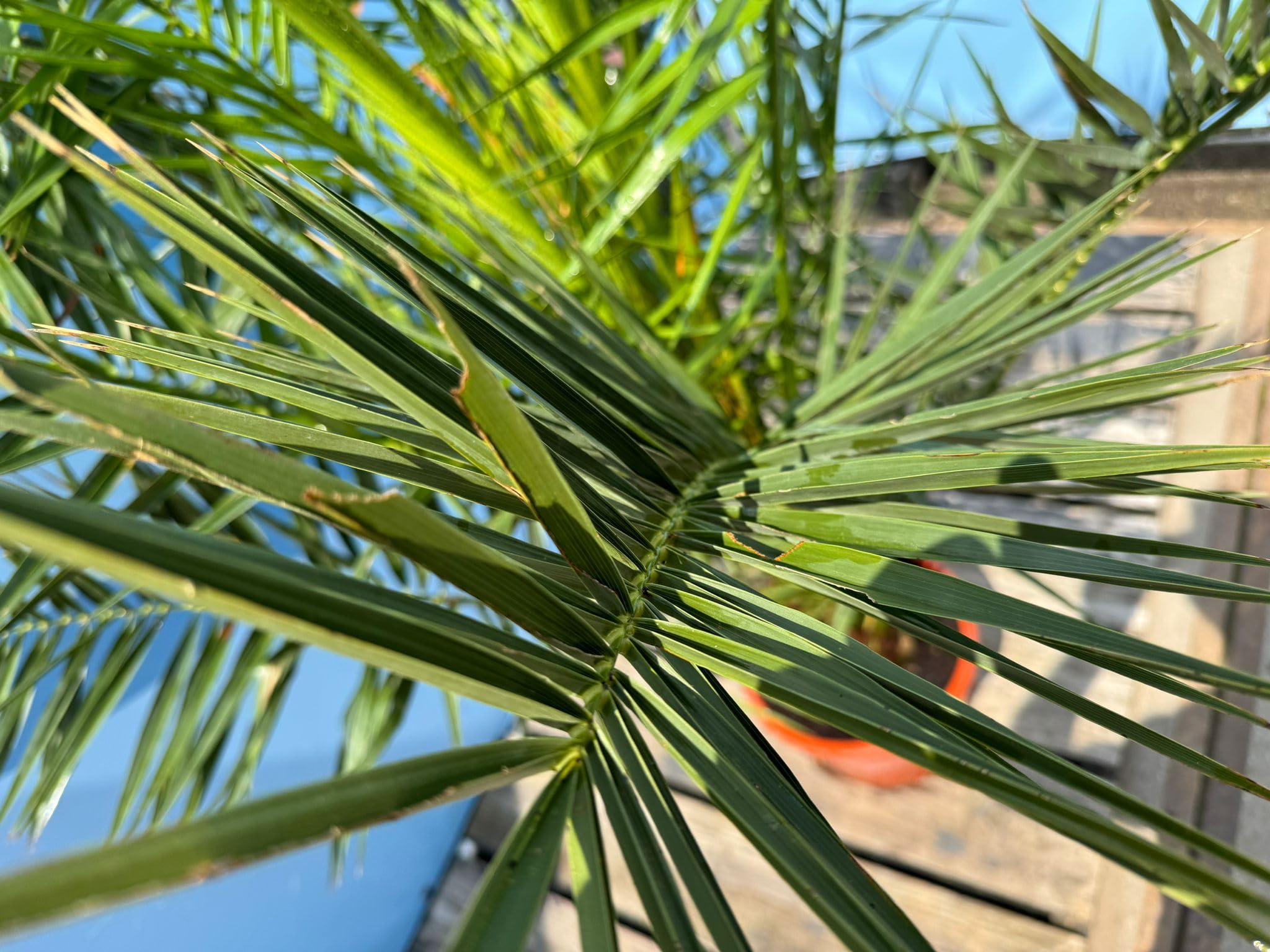 Sunny Tree - Palme - Phoenix canariensis -160 Zentimeter - Kanarische Dattelpalme - Palme für den Innen- und Außenbereich - Exotische Pflanzen - Gartenpalme - A+