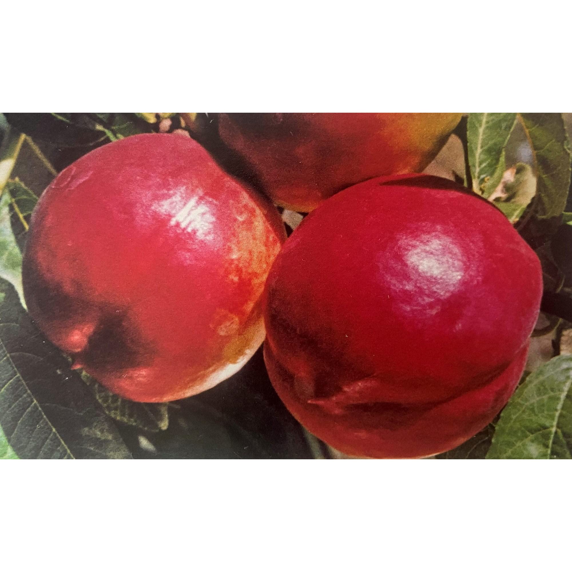 Vivaio Garden Forest Pesco Noce Independence (Prunus persica) – Albero da Frutto Nettarina Varietà Produttiva, Pianta da Giardino e Frutteto Domestico