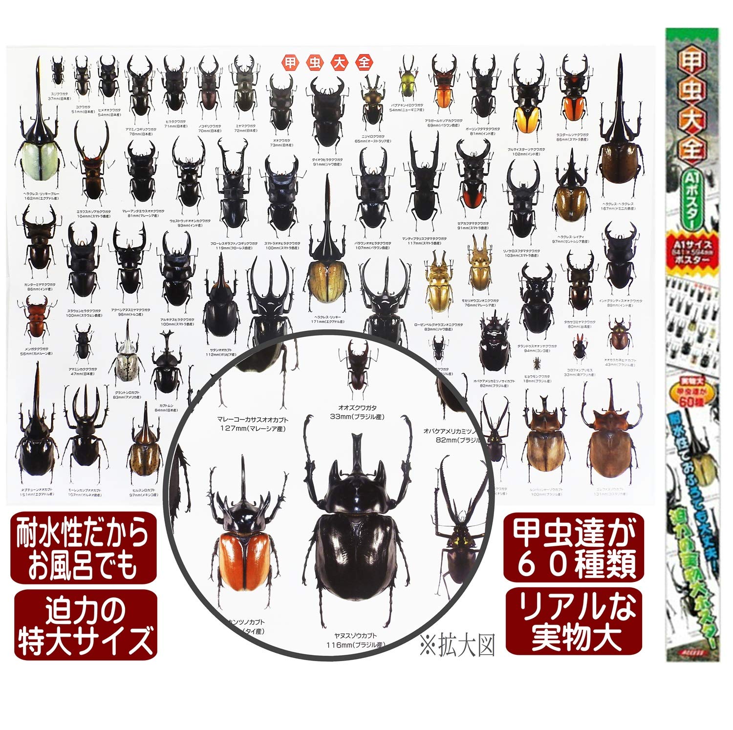 Amazon.co.jp: 甲虫 ポスター 特大サイズ 甲虫大全 お風呂ポスター