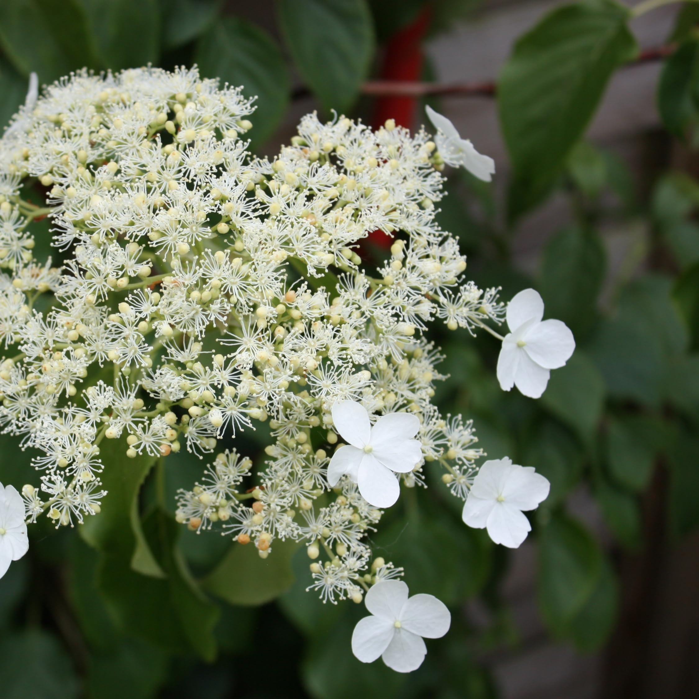 Plant in a Box - Hydrangea anomala Petiolaris - Lot de 2 - Hortensia grimpant - ⌀15cm - Hauteur 60-70cm