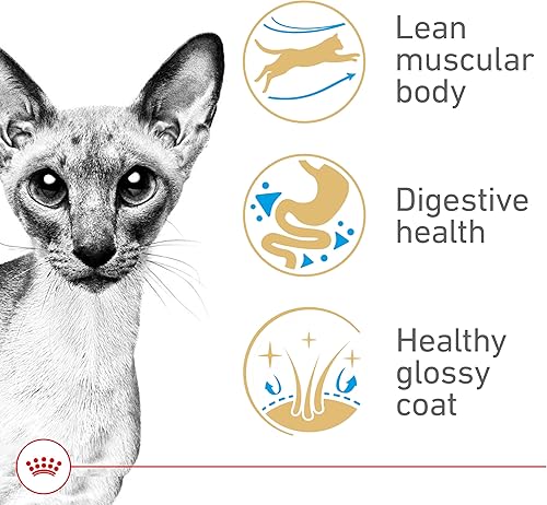 Miniatura 3 de Royal Canin Siamese raza adulto seco alimento para gatos, 6 lb.