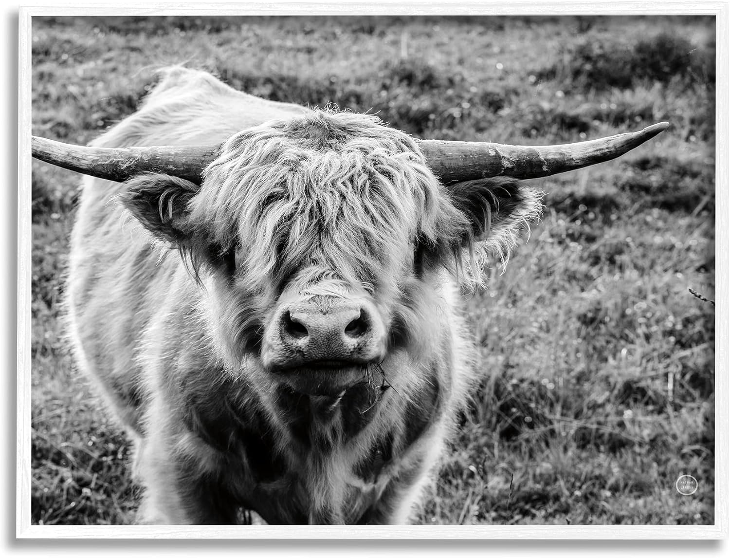Stupell Industries Wild Country Cattle Portrait Black Photography, Designed by Nathan Larson White Framed Wall Art, 16 x 20