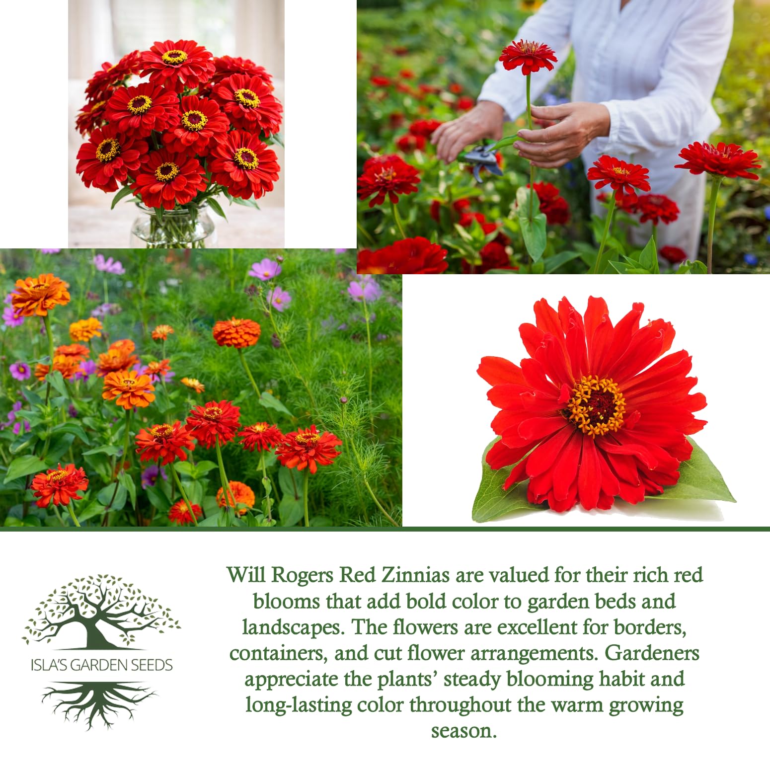 Amazon.com : Will Rogers Red Zinnia Seeds (Zinnia elegans) – 100+
