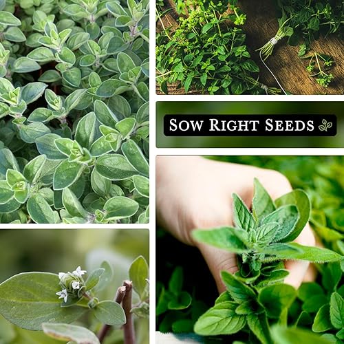 Vista 4 de Sow Right Seeds - Semillas de mejorana para plantina - Paquete de reliquia sin OMG con instrucciones para cultivar un hermoso jardín de hierbas