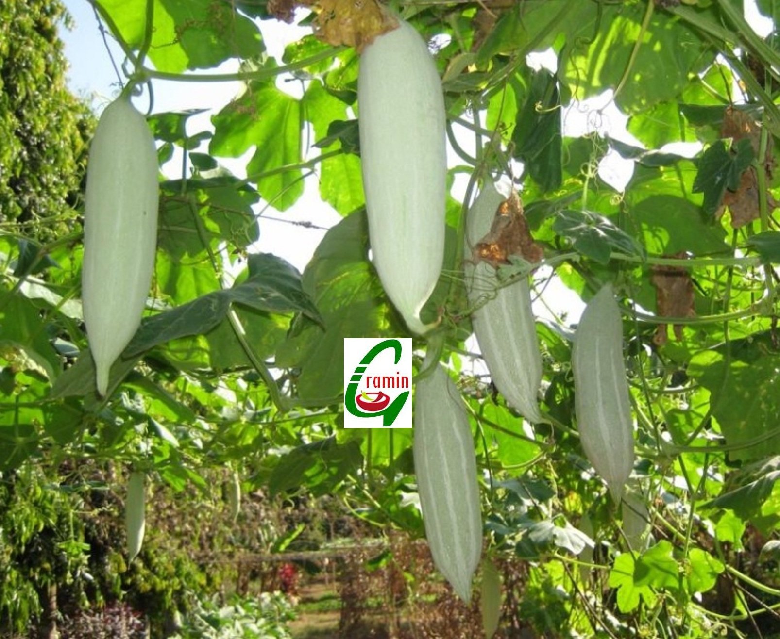 Seedstores Creative Farmer High Yield Snake Gourd Hybrid F1 Covai 951 White Short 12 Seeds
