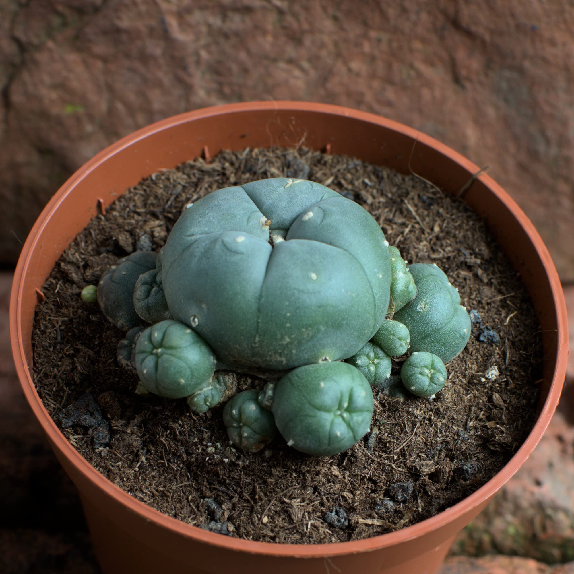 Lophophora williamsii caespitosa mín. 6 cm