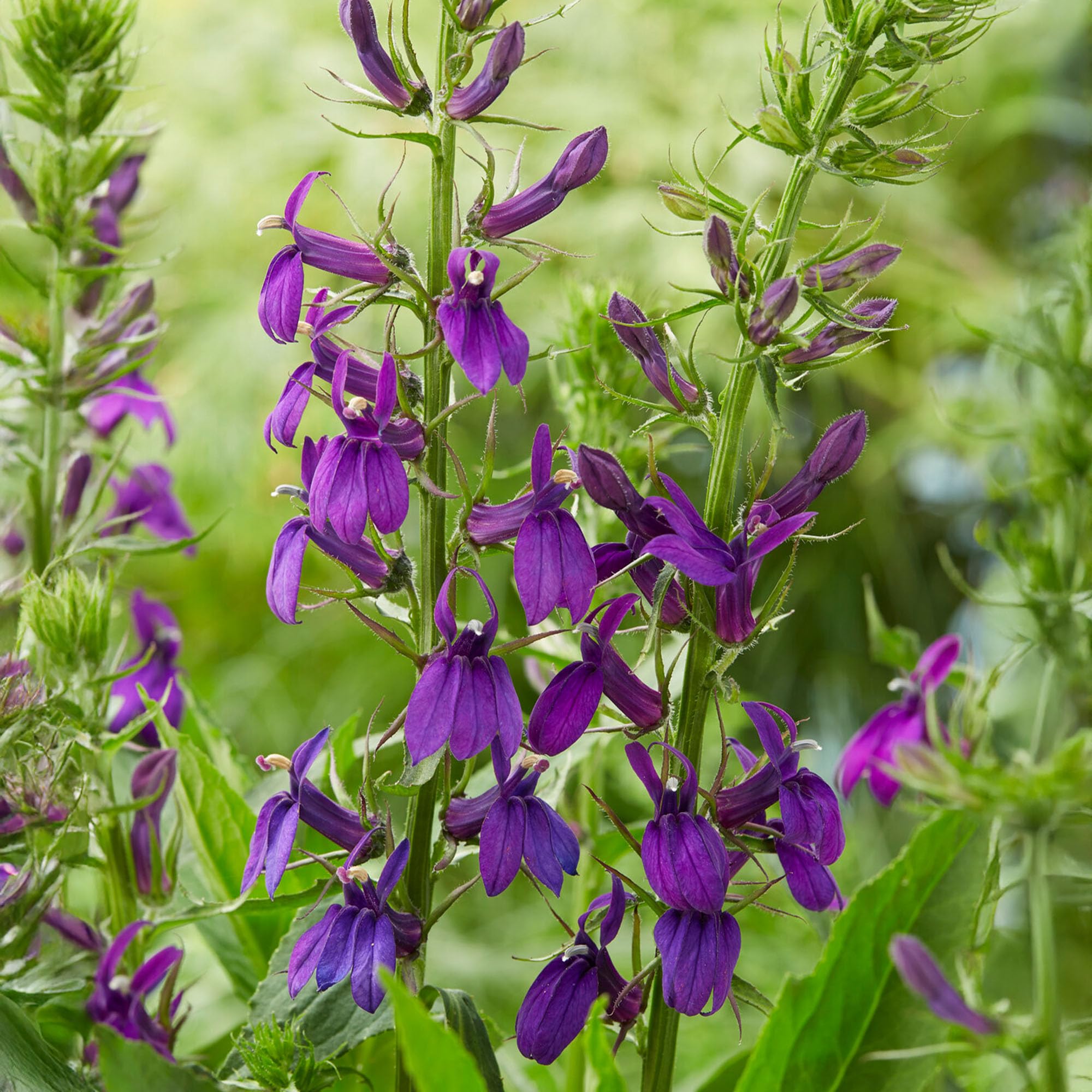 Lobelia × speciosa Starship Blue - Real Outdoor Plants - Hardy Perennial - Deep Purple Flowers - Perfect for Borders, Beds & Containers - Garden Ready Plants for UK Gardens (9 cm Pot, 10-20 cm)