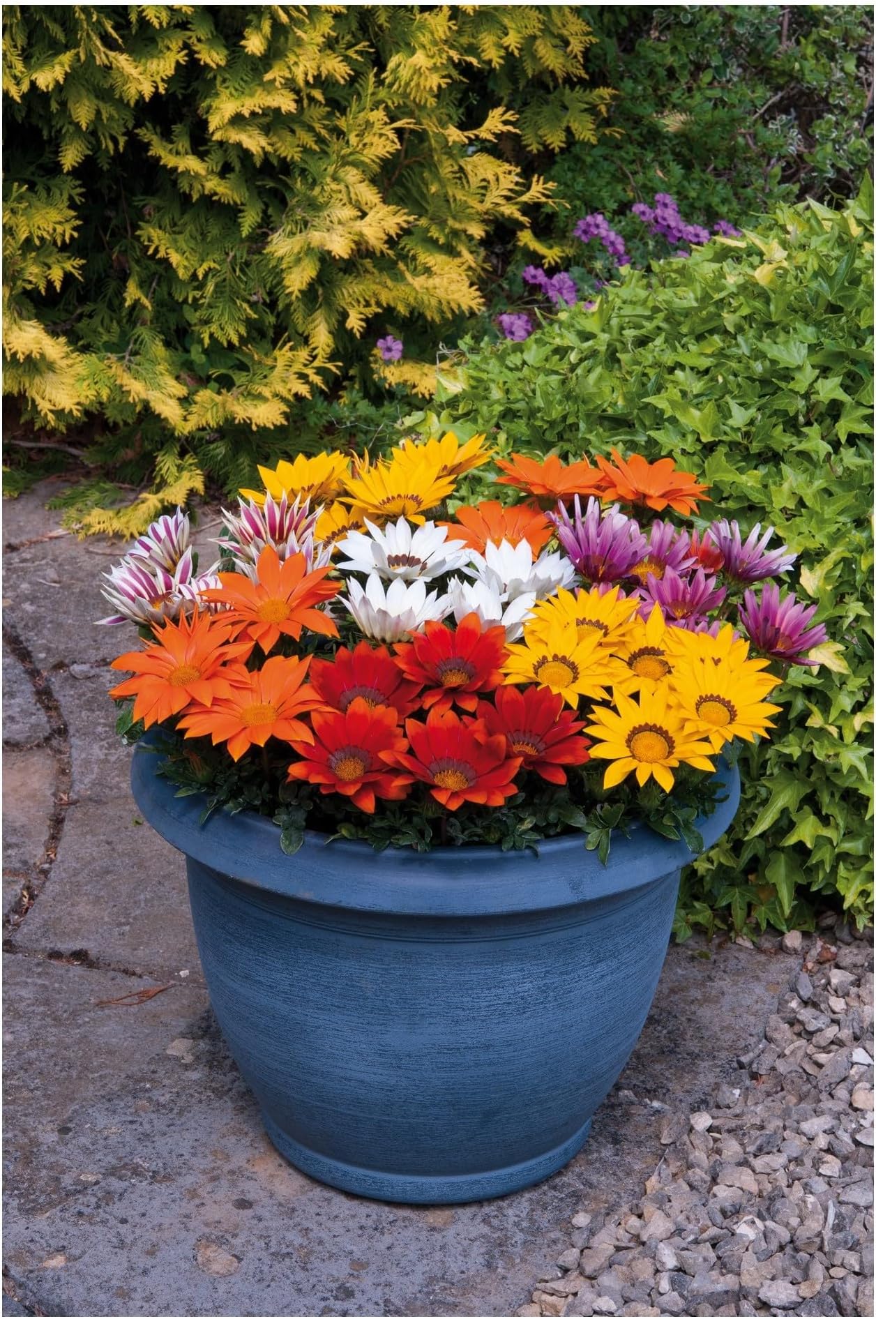 PREMIER SEEDS DIRECT ASTER CHINA PEONY MIX 750 SEEDS Amazon.co.uk