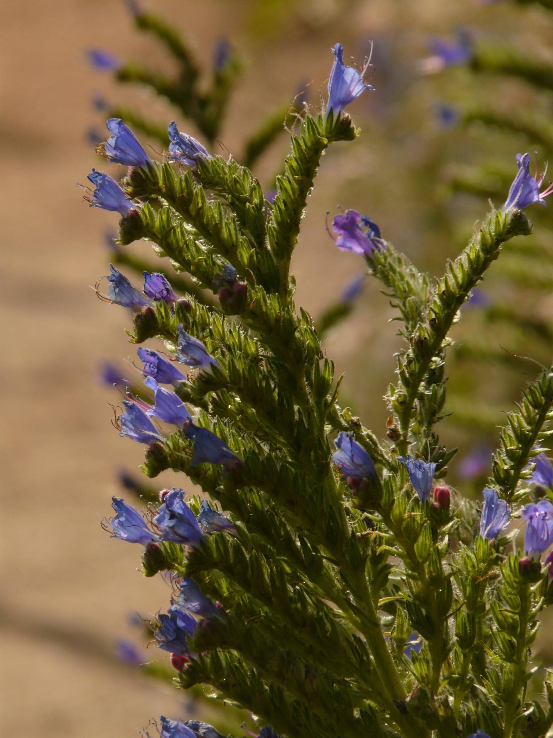 Gewöhnlicher Natternkopf (Echium vulgare) Samen. Schmetterlinge und Bienen lieben ihn! (20000 Samen = 58,0g)