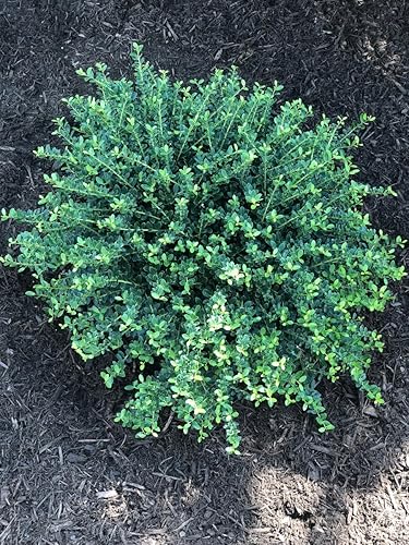 Miniatura 3 de Helleri - Arbusto de acebo  3 plantas vivas I Ilex Cornutal  Árbol de hoja perenne compacto ideal para bordes bajos, jardines formales y