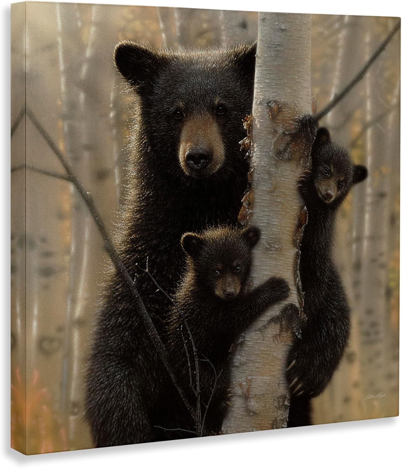 Stupell Industries Black Bear and Cubs Soft Birch Tree Forest, Design by Collin Bogle Canvas Wall Art, 17x17, Brown