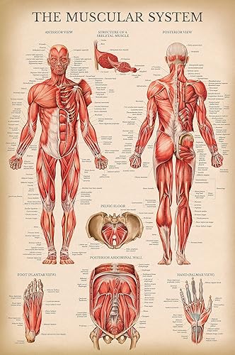 Palace Learning Cuadro anatómico del sistema muscular vintage, póster de anatomía muscular humana (laminado, 18 x 24 pulgadas)