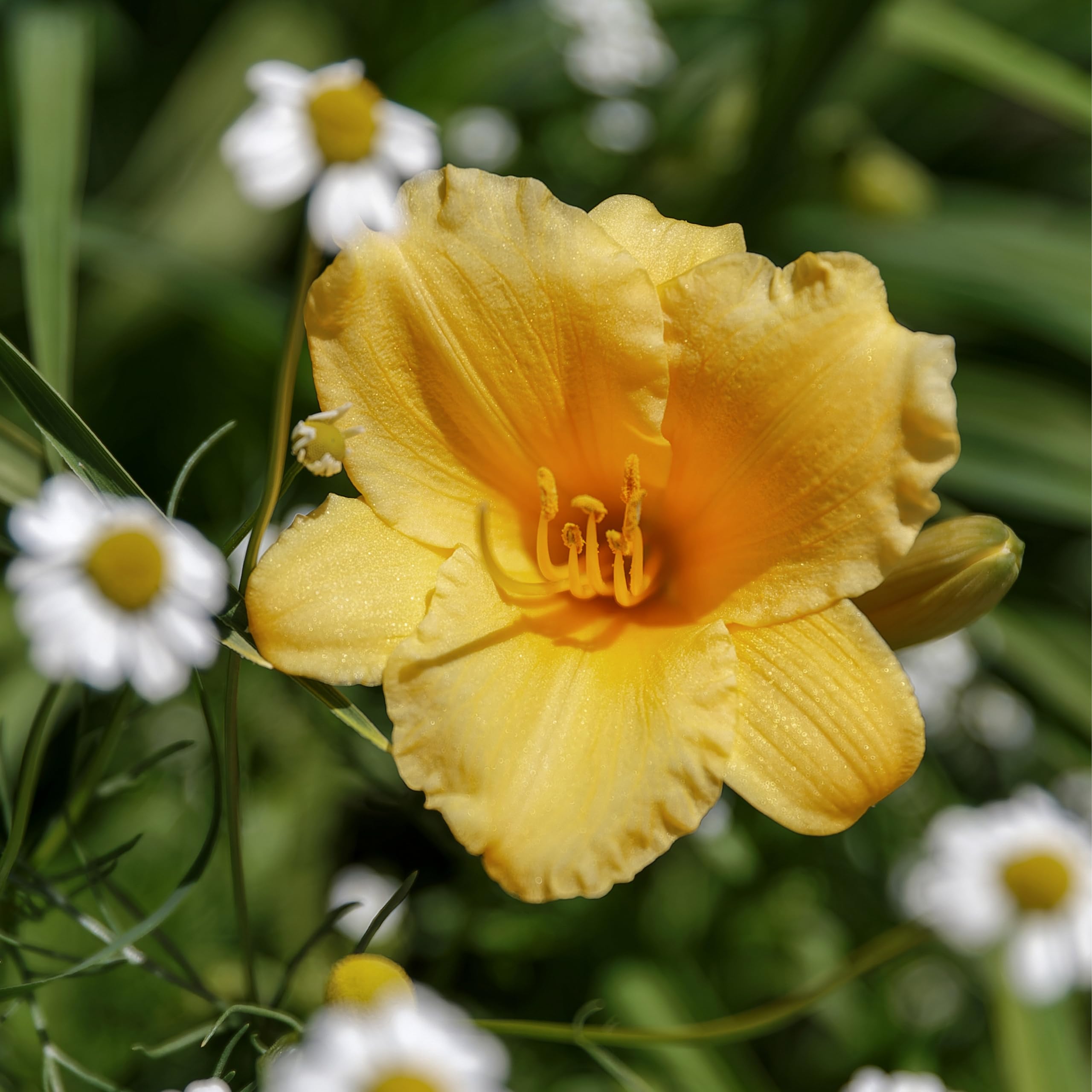 Bloomique - Set da 3 pezzi – Hemerocallis Stella d'Oro – Daylilie – Piante da giardino – Resistente – Altezza 10 – 20 cm – Vaso 9 x 9 cm