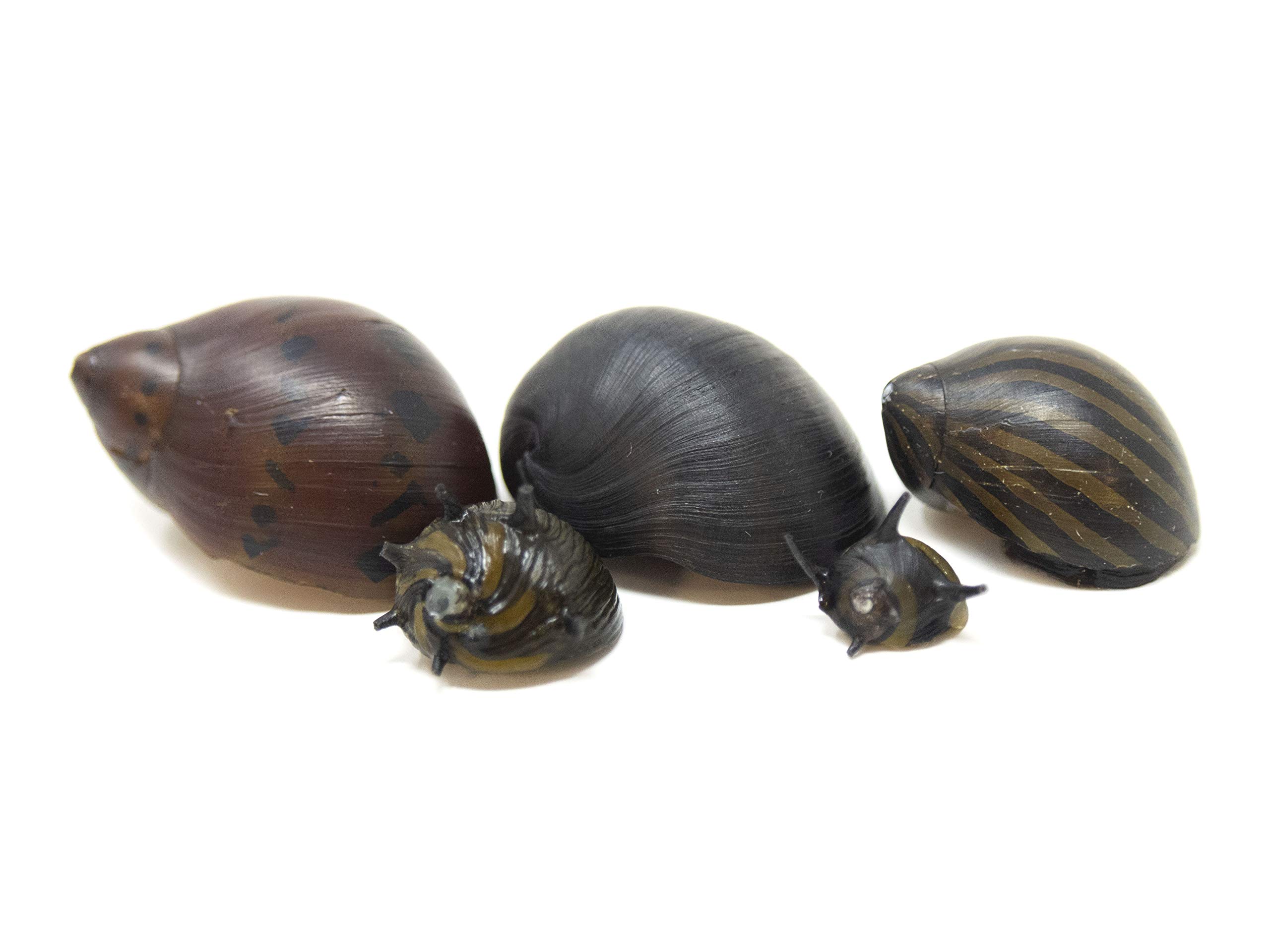 Buy Aquatic Arts Deluxe Nerite Snail Combo Pack: 5 Zebra, 5 Tiger, 5 Sun  Thorn, Zebra Thorn, Black Racer Snails | Aquarium Scrubber | Betta Safe  Online at desertcartINDIA
