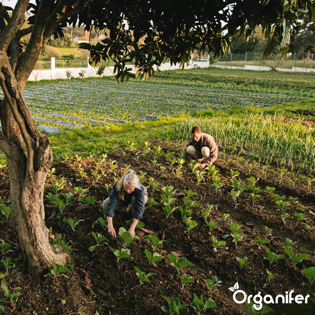 Engrais Au Sulfate D'Ammonium - 20 Kg Pour 400 M2 - Azote Minéral Et Soufre - Action Rapide - Idéal Pour Les Pelouses, Les Légumes, Les Fruits Et Les Plantes Ornementales - Organifer