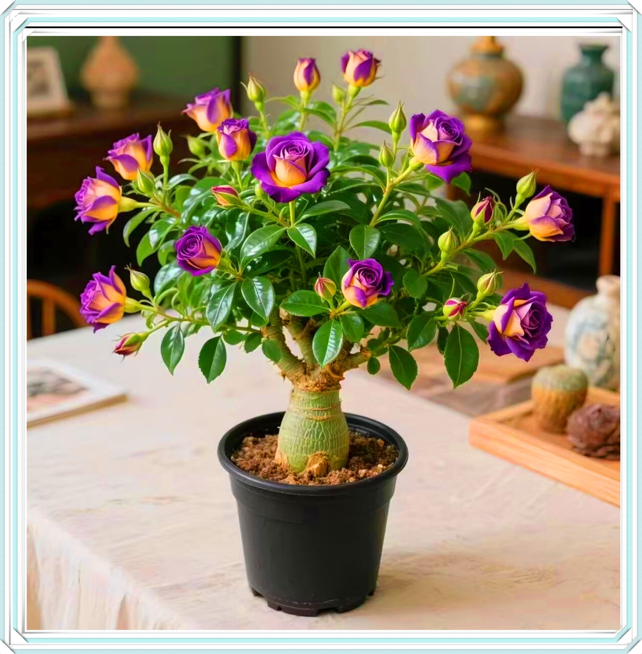 Desert Rose Bulbs, Golden Beautiful, Desert Rose Plant Bulbs, Adenium obesum Plant, Mix Wedding Flowers, 1Bulbs-J — image 1