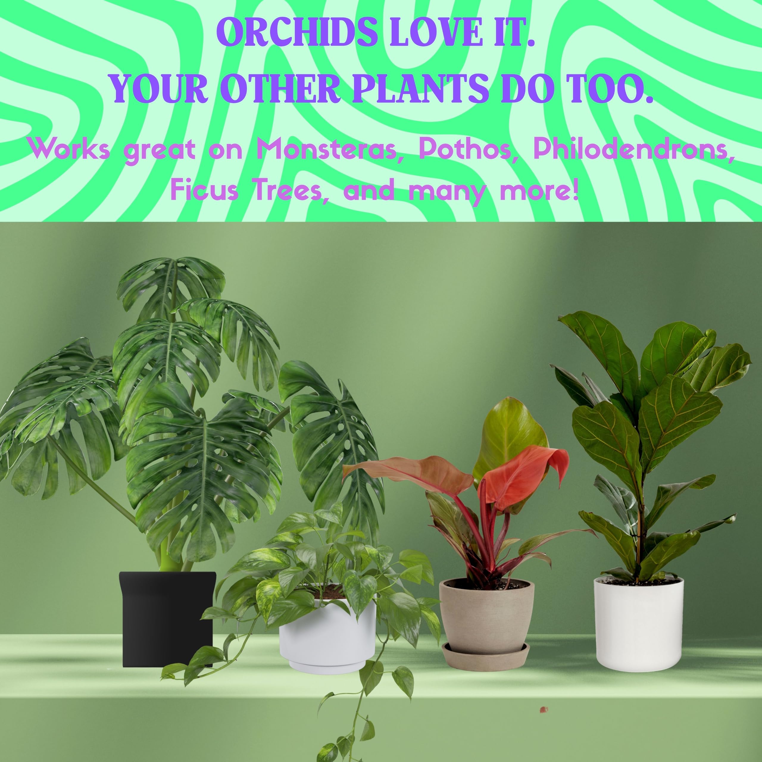 arrosage monstera Professional Monstera Substrate main image 1