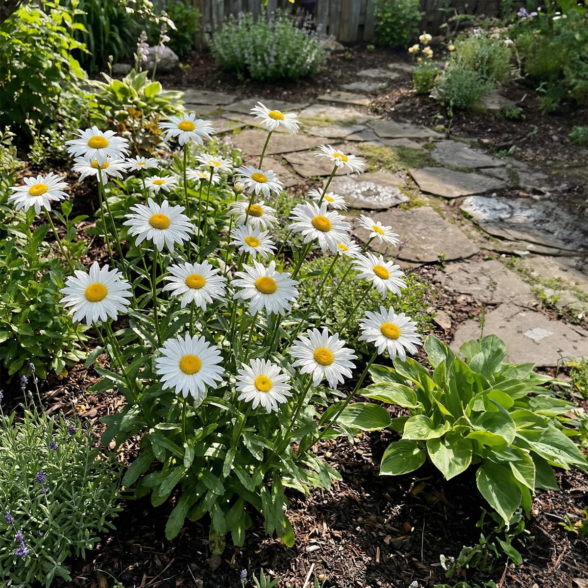 Bloomique - 3er - Set - Leucanthemum Silberprinzessche - Margerite - Reichblühend - Winterhart - Mehrjährig - Höhe 10-20 cm - Topf 9 cm