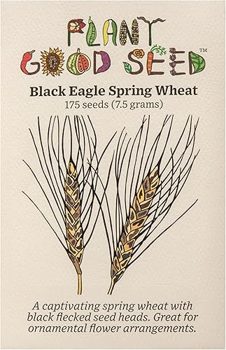 Semillas de trigo de primavera Black Eagle  Paquete de 175 unidades, orgánicas certificadas, sin OMG, polinización abierta, sin tratar semillas de