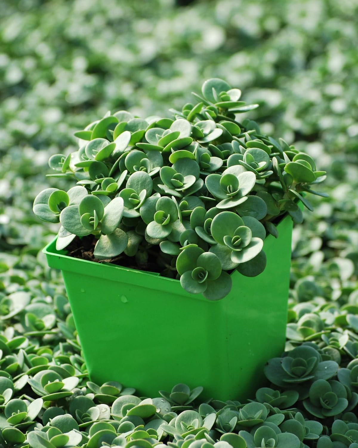 Perennial Farm Marketplace Sedum Sunsparkler® 'Lime Zinger' (Stonecrop) Groundcover, 1 Quart, Soft Pink Flowers