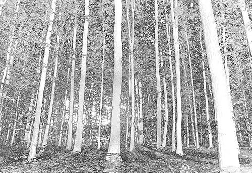 Miniatura 2 de wall26 - Mural de pared con diseño de árboles en un bosque, adhesivo extraíble, decoración del hogar, 66 x 96 pulgadas