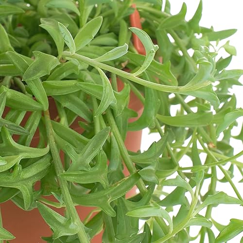 Miniatura 3 de Shop Succulents String of Dolphins Suculent - Senecio Peregrinus, planta suculenta viva de 6 pulgadas con colgador, planta de interior de bajo
