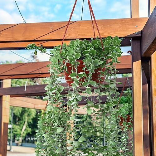 Miniatura 6 de 50 macetas colgantes de plástico redondas para plantas, contenedores colgantes de plástico con gancho para colgar, macetas para plantas de