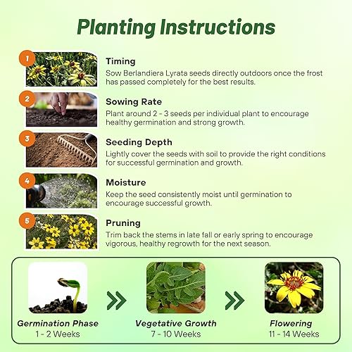 Miniatura 5 de Outsidepride 100 semillas perennes de flores de margaritas perfumadas de flores de chocolate para plantar