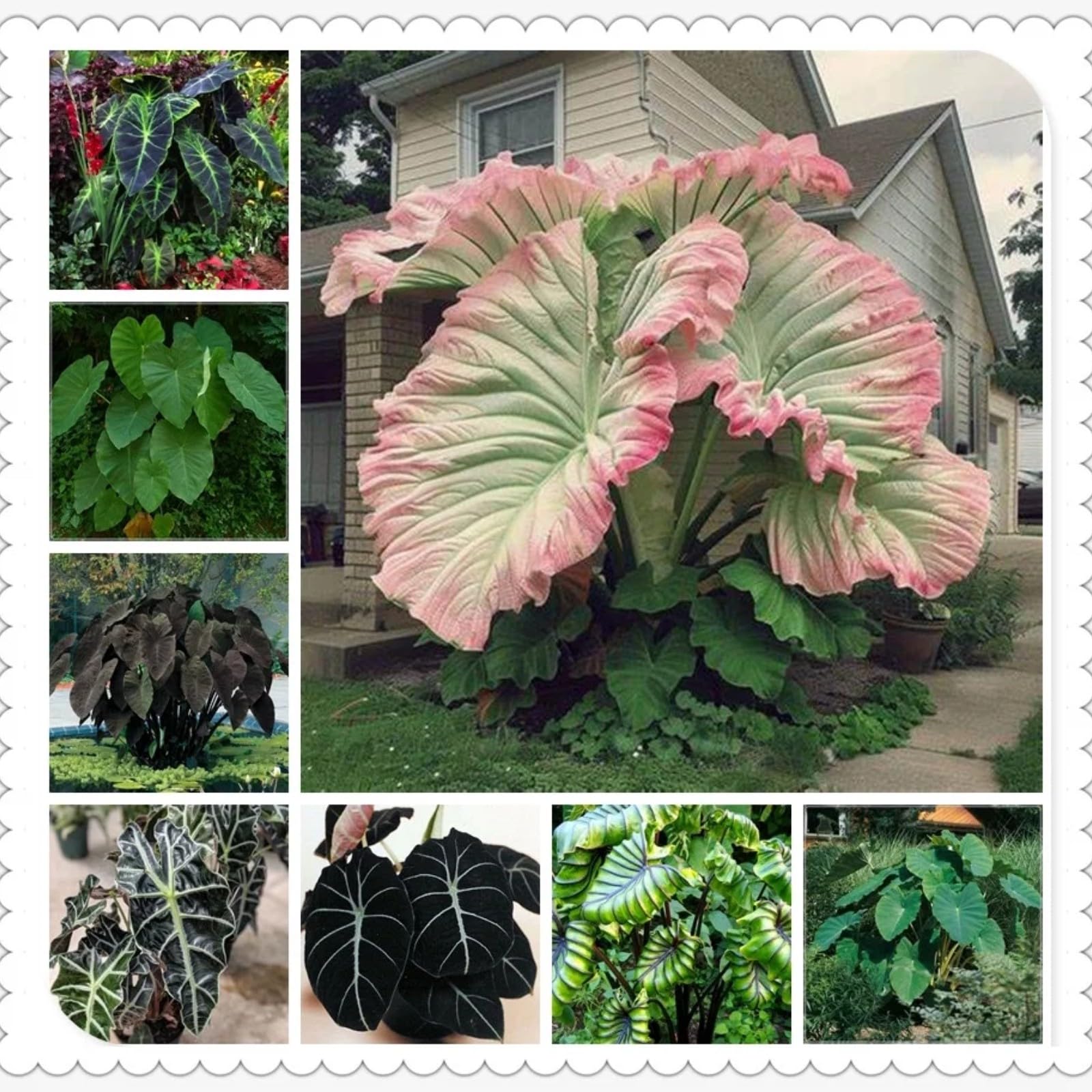 Gorgeous Elephant Ears Mix for Planting UK,Greening Flower,Perennial,Strong Plants That Grow Well,Excellent Display,Iridescent,Good for Containers,Greening Rhizome,Hardy.-3Bulbs-greenD