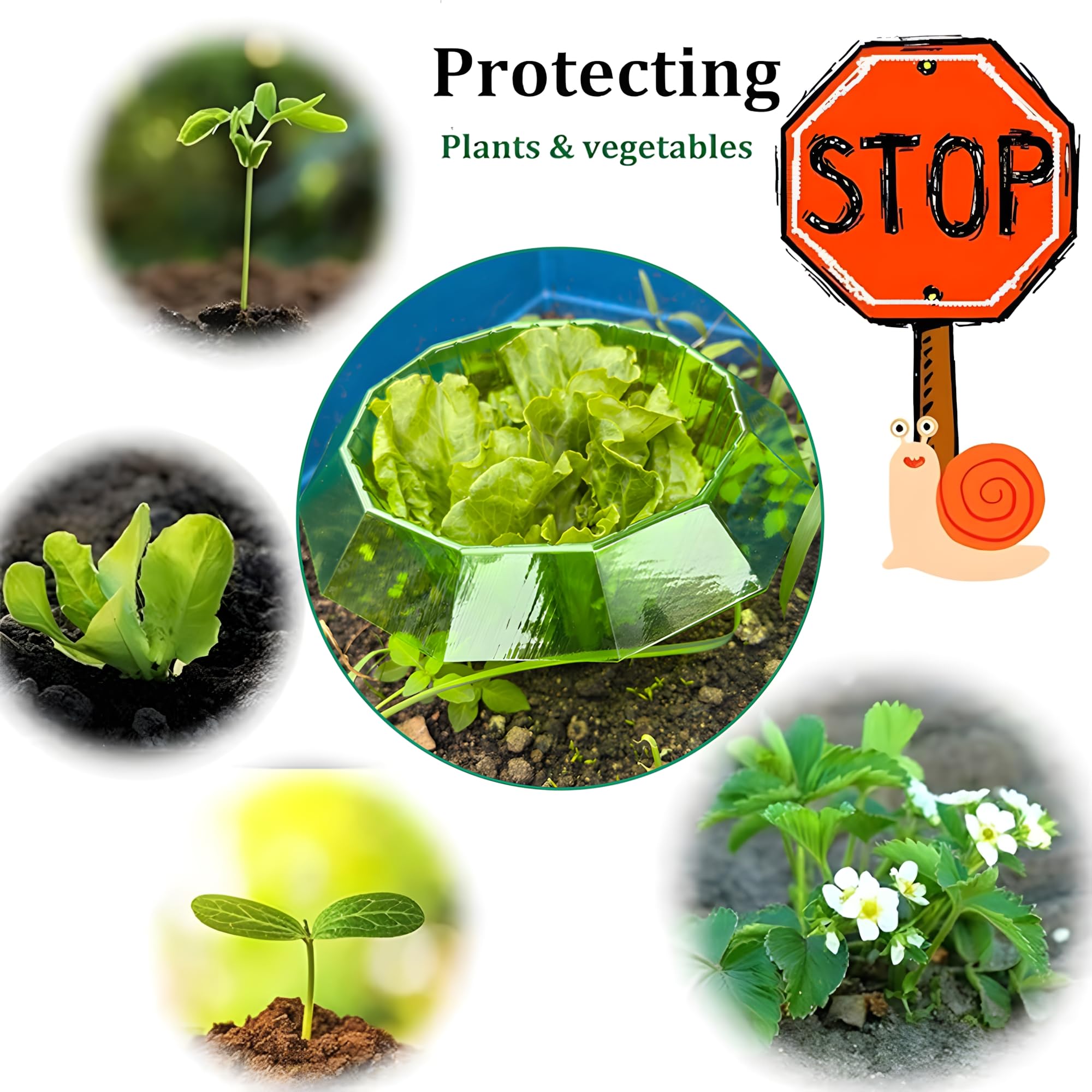 Cuello de Caracol,12 Piezas Protección contra Caracoles,Anillo de Protección contra Caracoles,sin Productos Químicos,Cuello de Plástico para Plantas Anillos de Ensalada,Barrera de Caracol (verde-12)