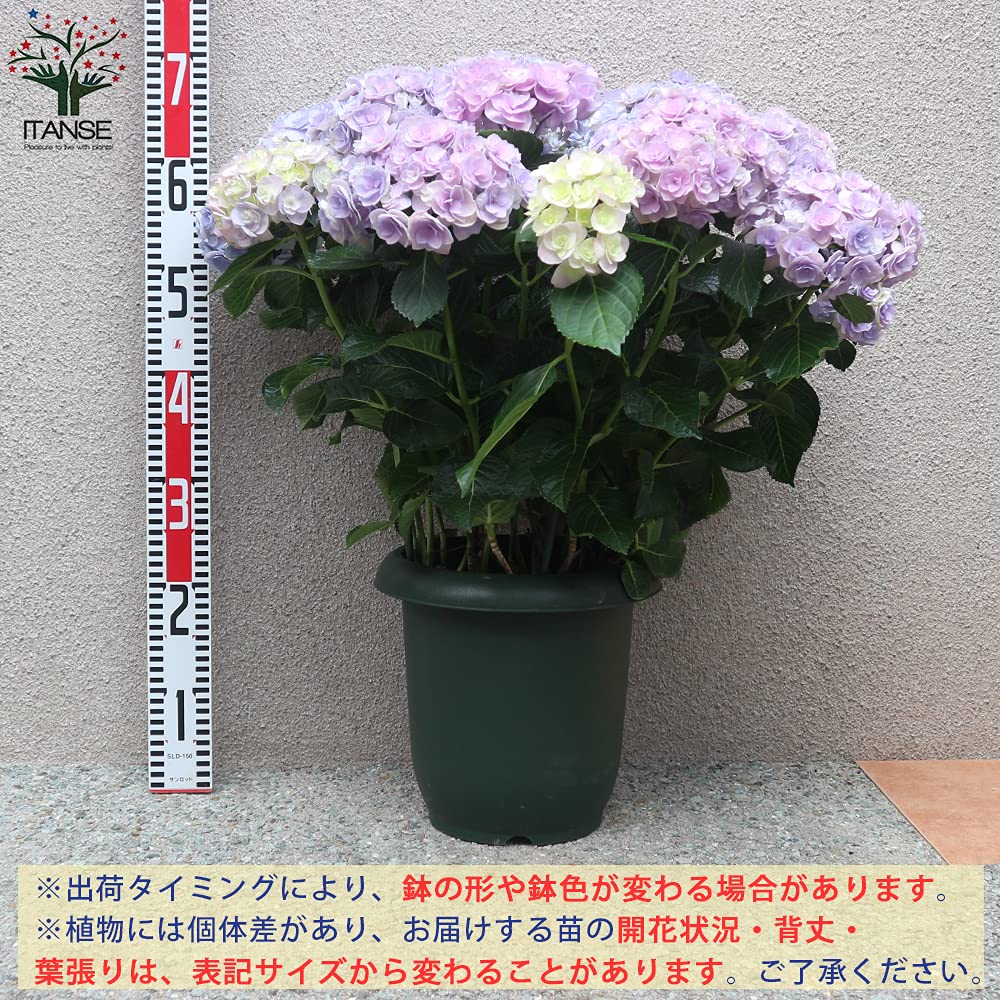 アジサイ苗 Amazon.co.jp: アジサイ